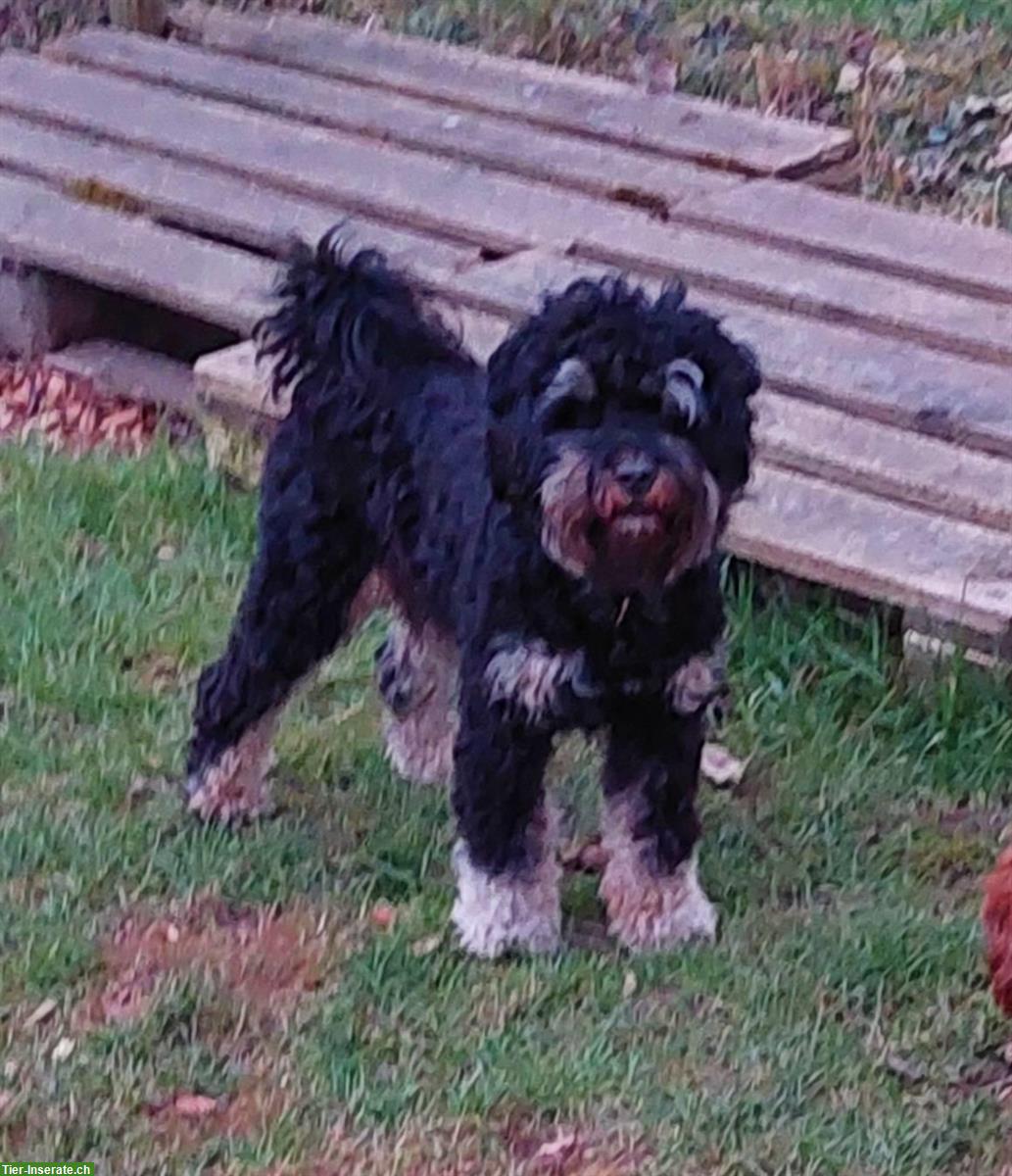 Bild 2: 3-jähriger Australian Labradoodle Rüde im Zuchtrecht zu platzieren