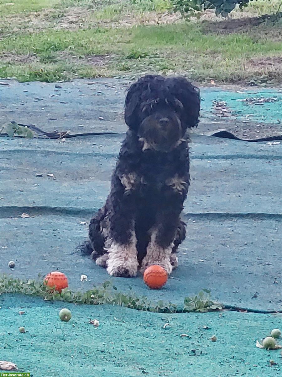 Bild 3: 3-jähriger Australian Labradoodle Rüde im Zuchtrecht zu platzieren