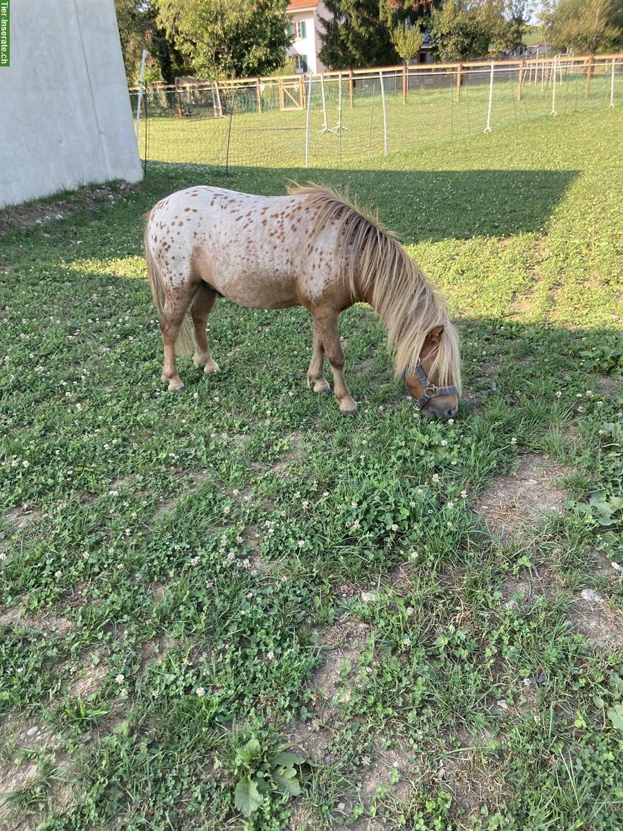 Bild 2: Miniatur Horse zu verkaufen