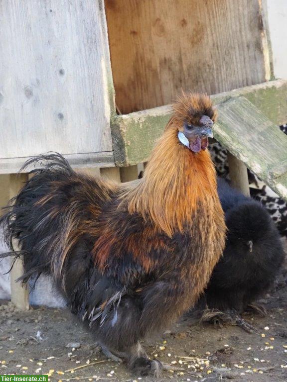 Bild 3: Wunderschöner Seidenhahn der Grossrasse sucht eigenes Harem