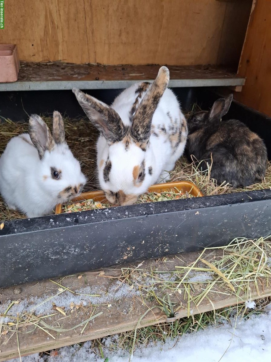 Diverse Kaninchen von klein bis gross