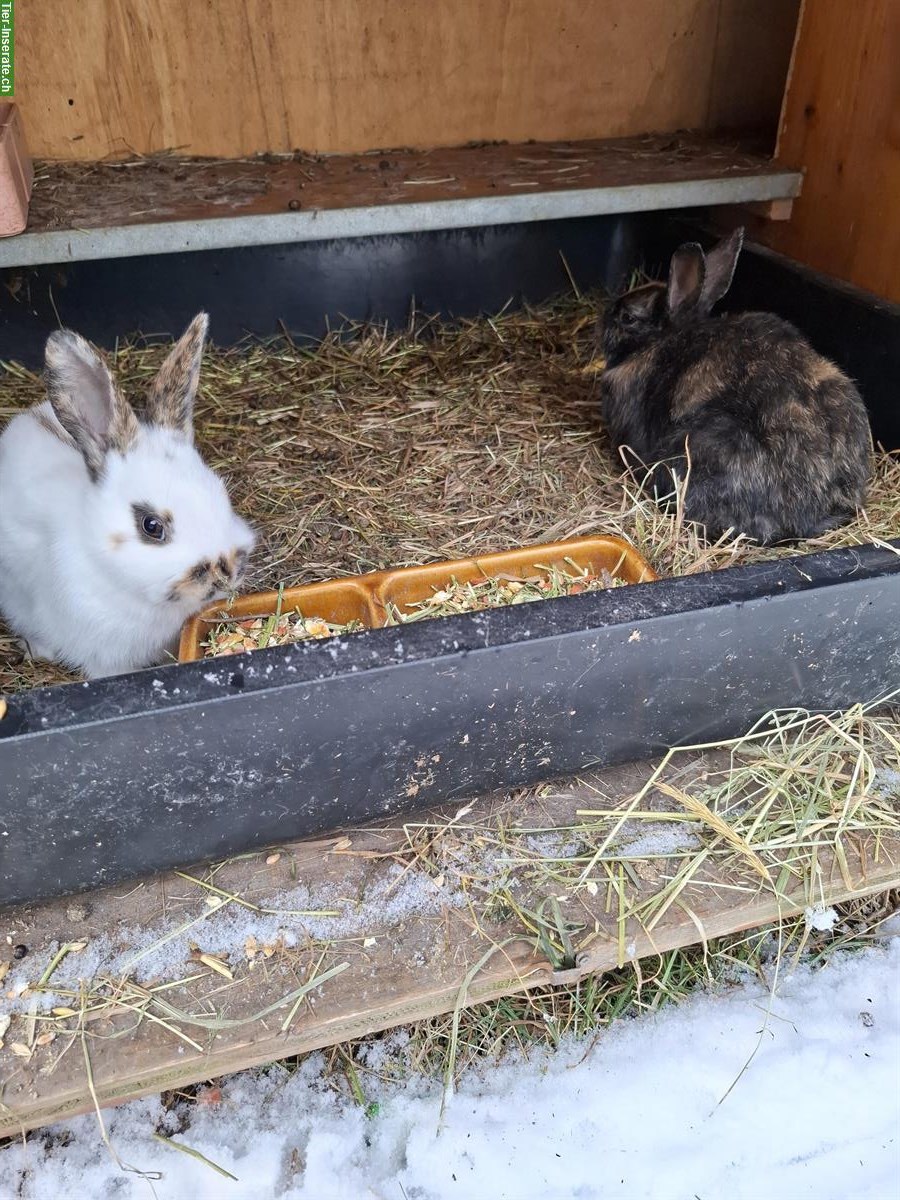 Bild 2: Diverse Kaninchen von klein bis gross