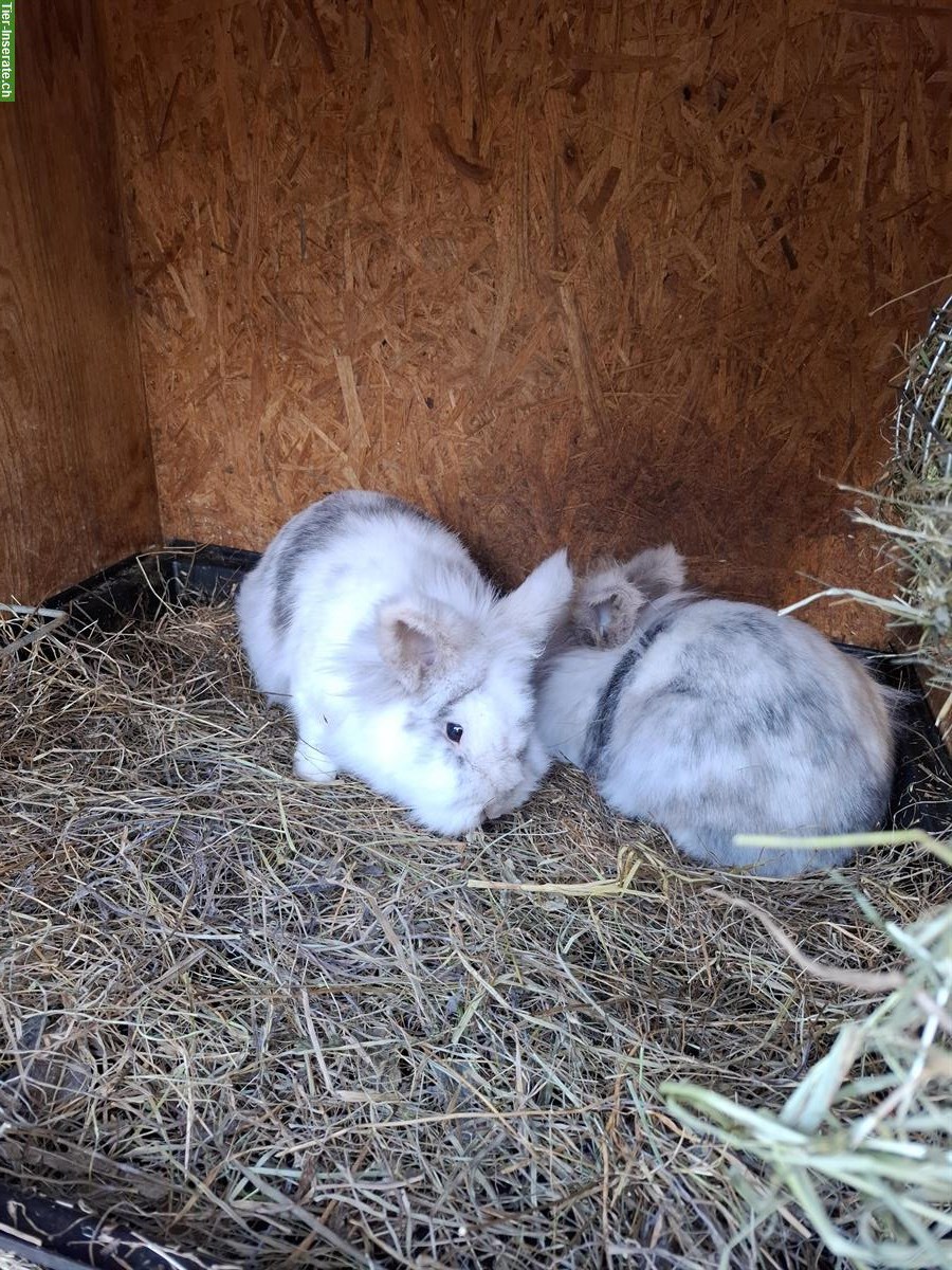 Bild 3: Diverse Kaninchen von klein bis gross