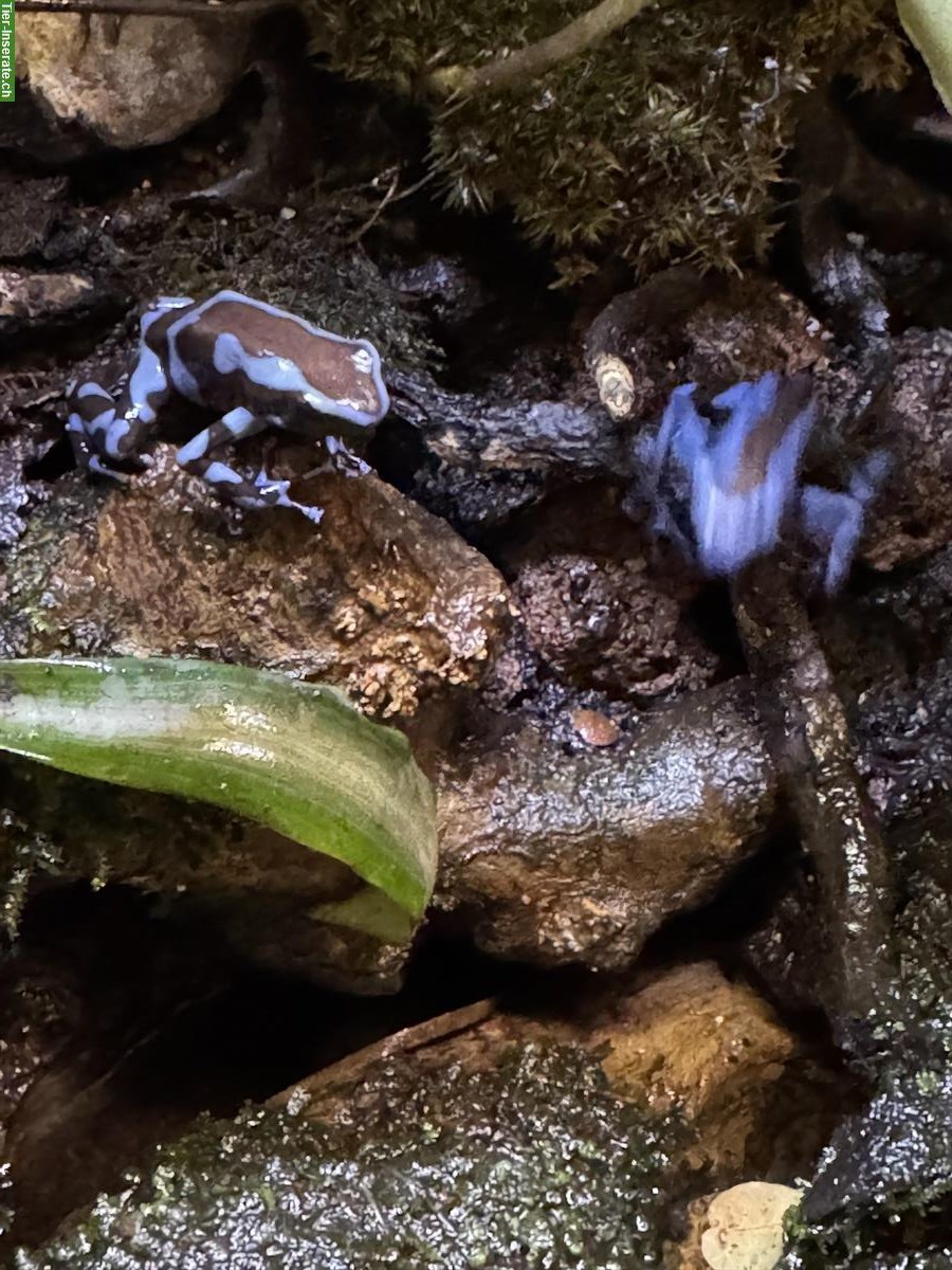 Bild 2: Goldbaumsteiger Dendrobates auratus CHNZ