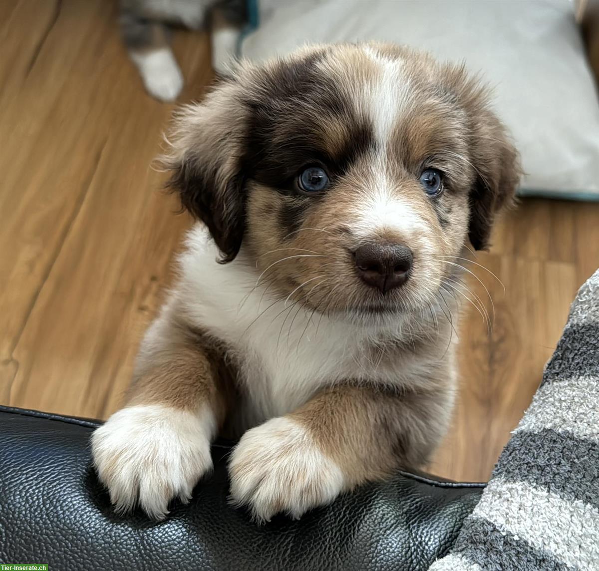 Bild 3: Wurfankündigung Mini Aussie Welpen