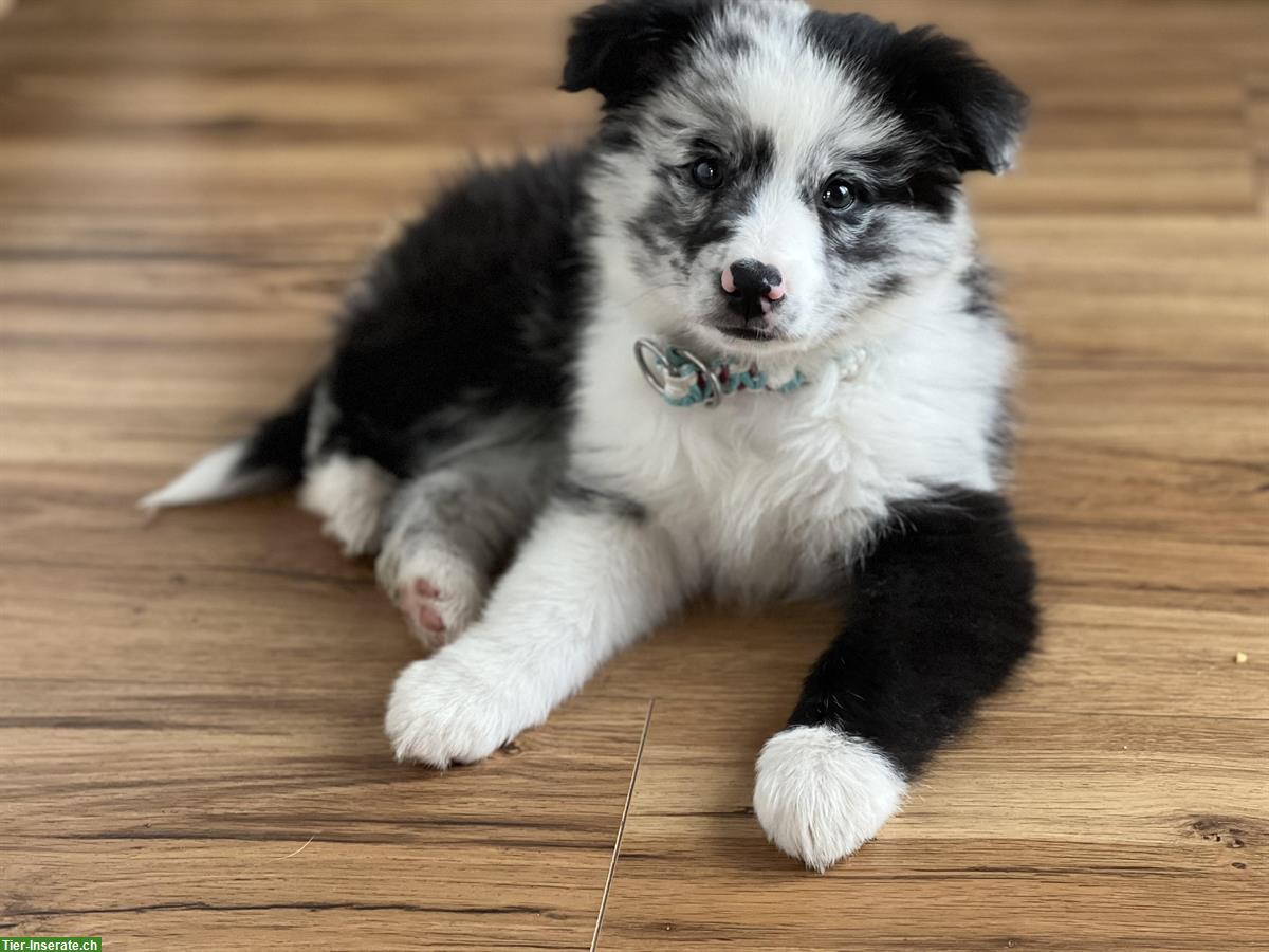 Bild 4: Wurfankündigung Mini Aussie Welpen