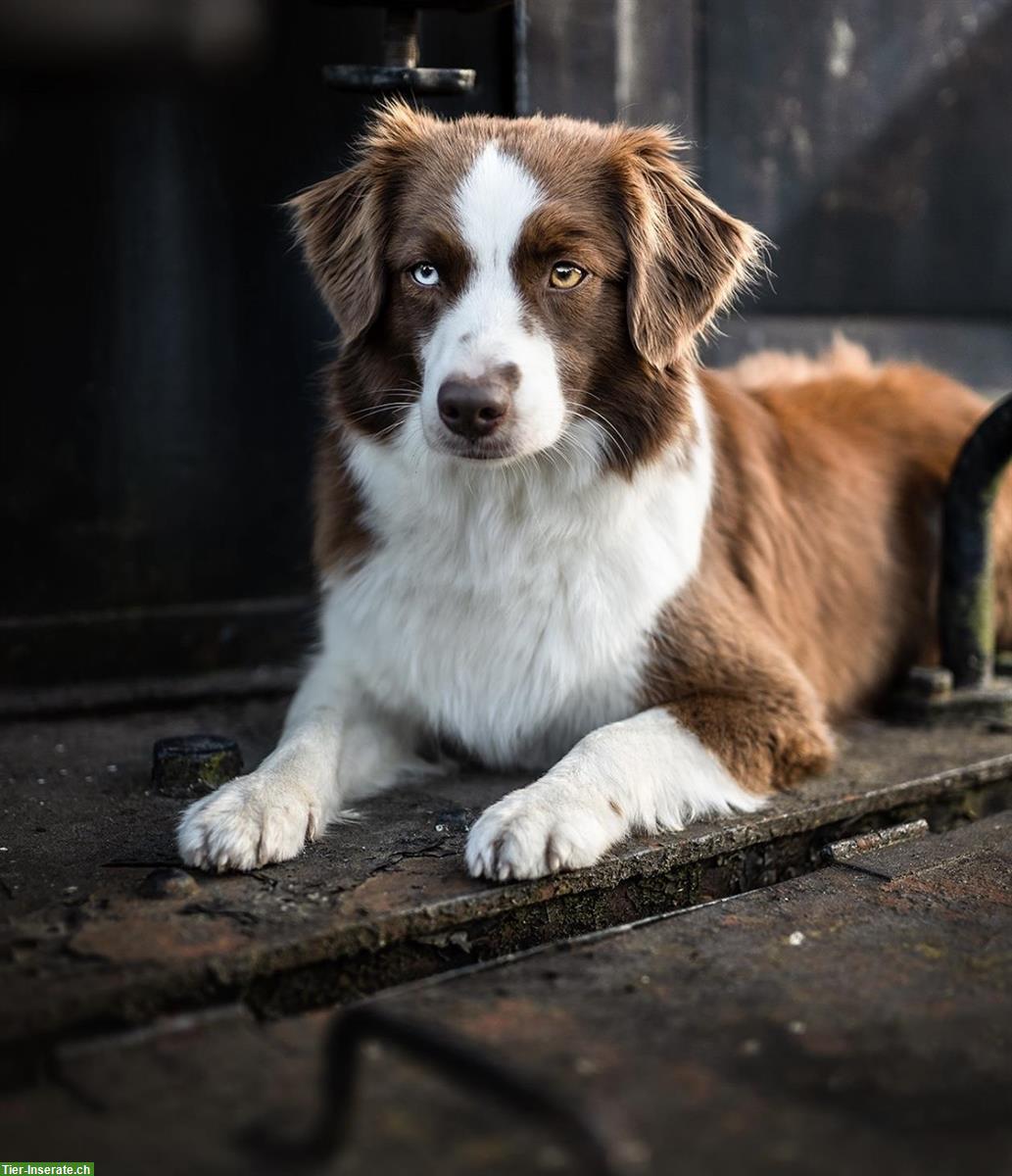 Bild 6: Wurfankündigung Mini Aussie Welpen