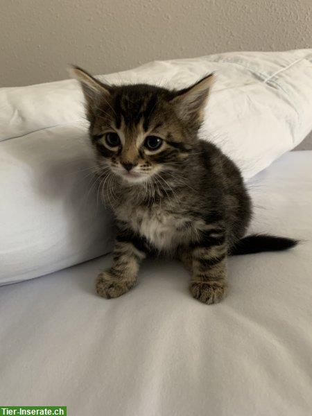 Maine Coon Kitten suchen passendes Zuhause