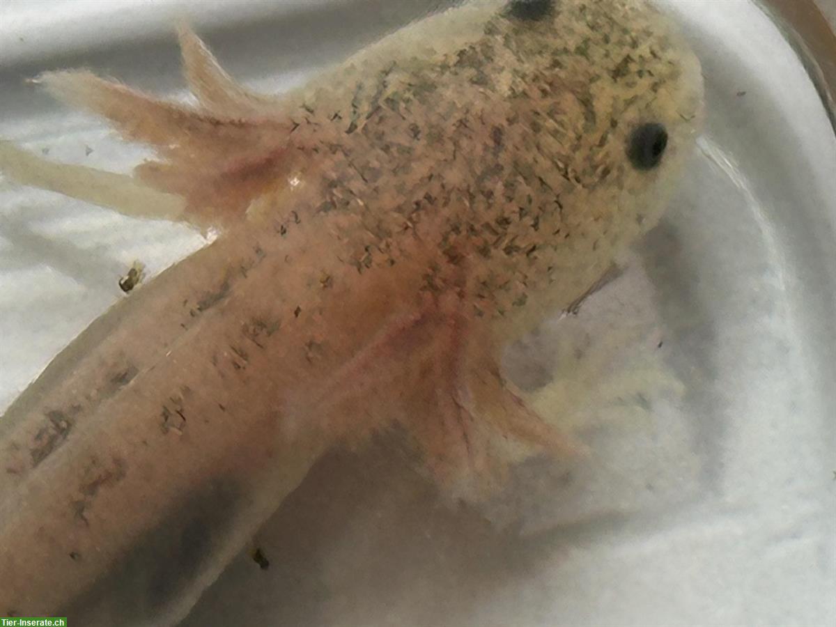 Axolotl Jungtiere zu verkaufen