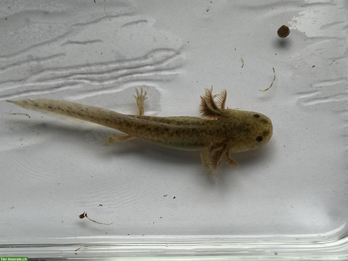 Bild 2: Axolotl Jungtiere zu verkaufen