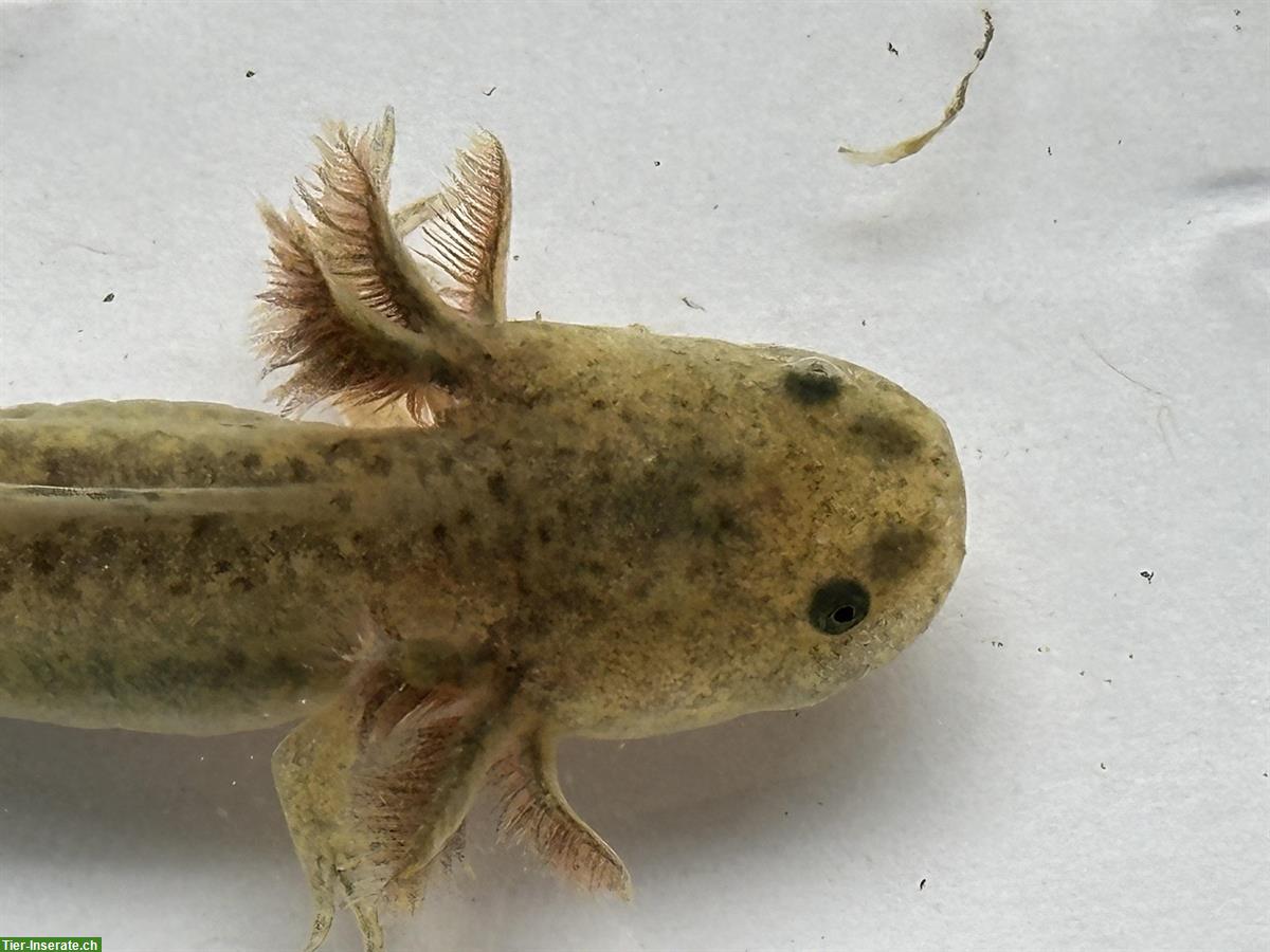 Bild 3: Axolotl Jungtiere zu verkaufen