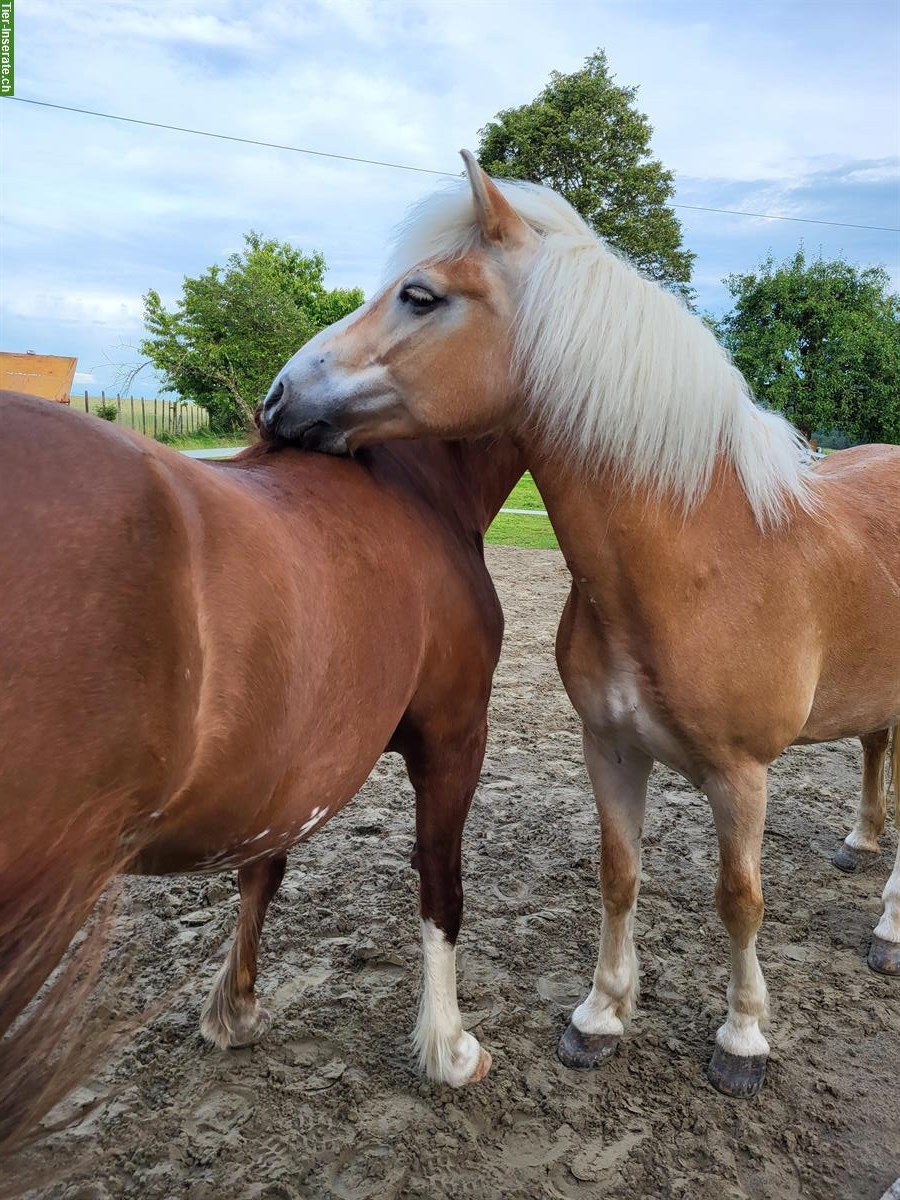 Reitbeteiligung auf Haflinger Stute in Kölliken AG