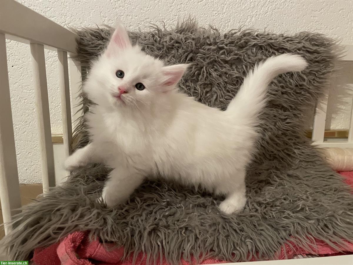 Norwegische Waldkatze Kitten, männlich, weiss