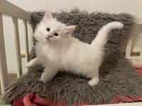 Norwegische Waldkatze Kitten, männlich, weiss