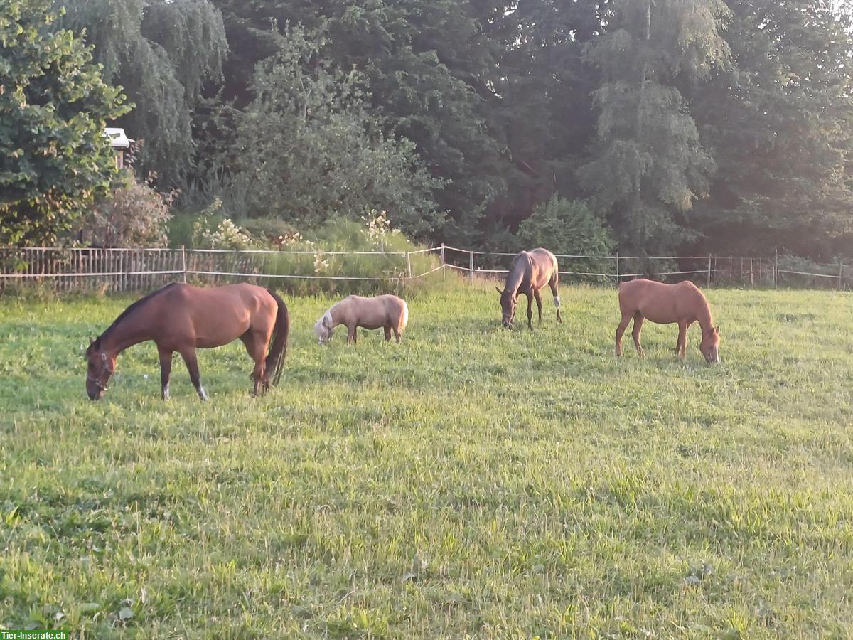 Bild 3: 1 Auslaufboxe zu vermieten in Moosseedorf