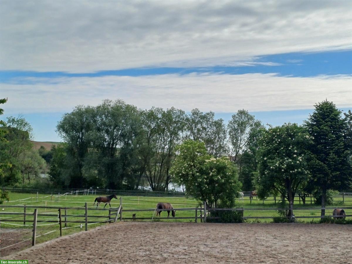 Bild 5: 1 Auslaufboxe zu vermieten in Moosseedorf