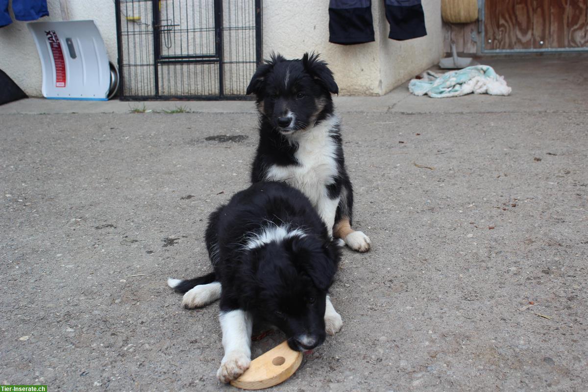 Border Collie Welpen suchen eine neue Familie