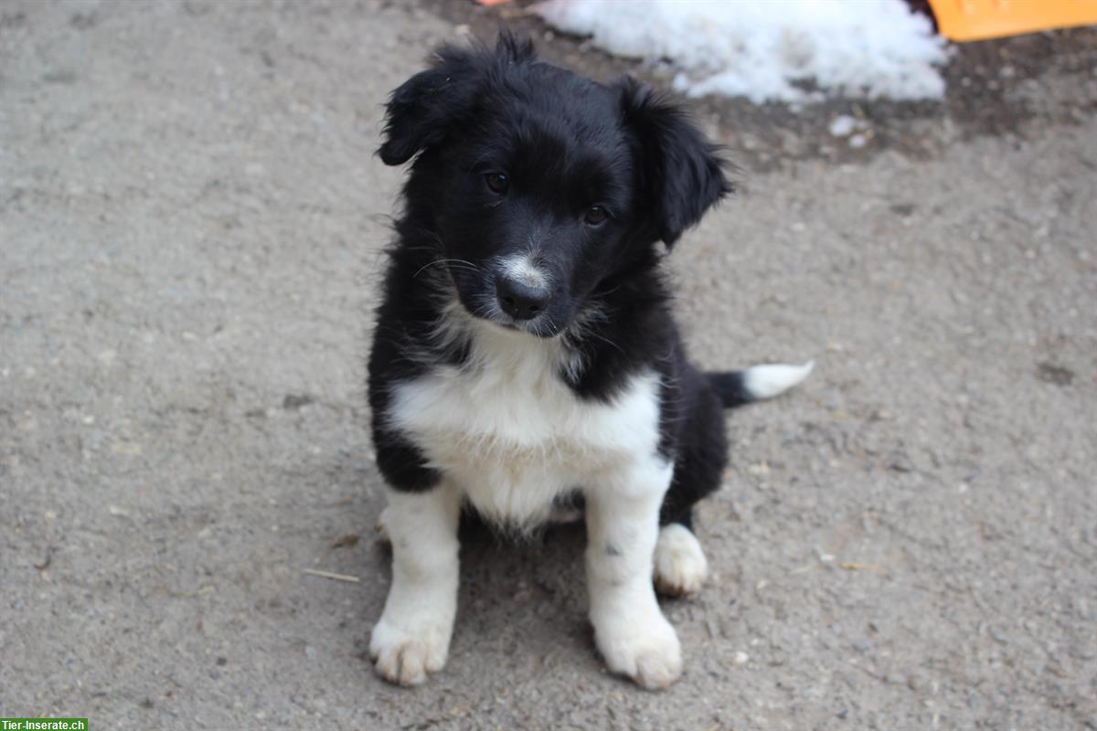 Bild 2: Border Collie Welpen suchen eine neue Familie