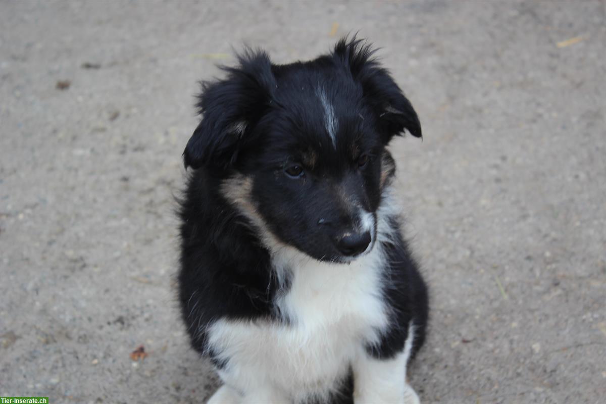 Bild 3: Border Collie Welpen suchen eine neue Familie