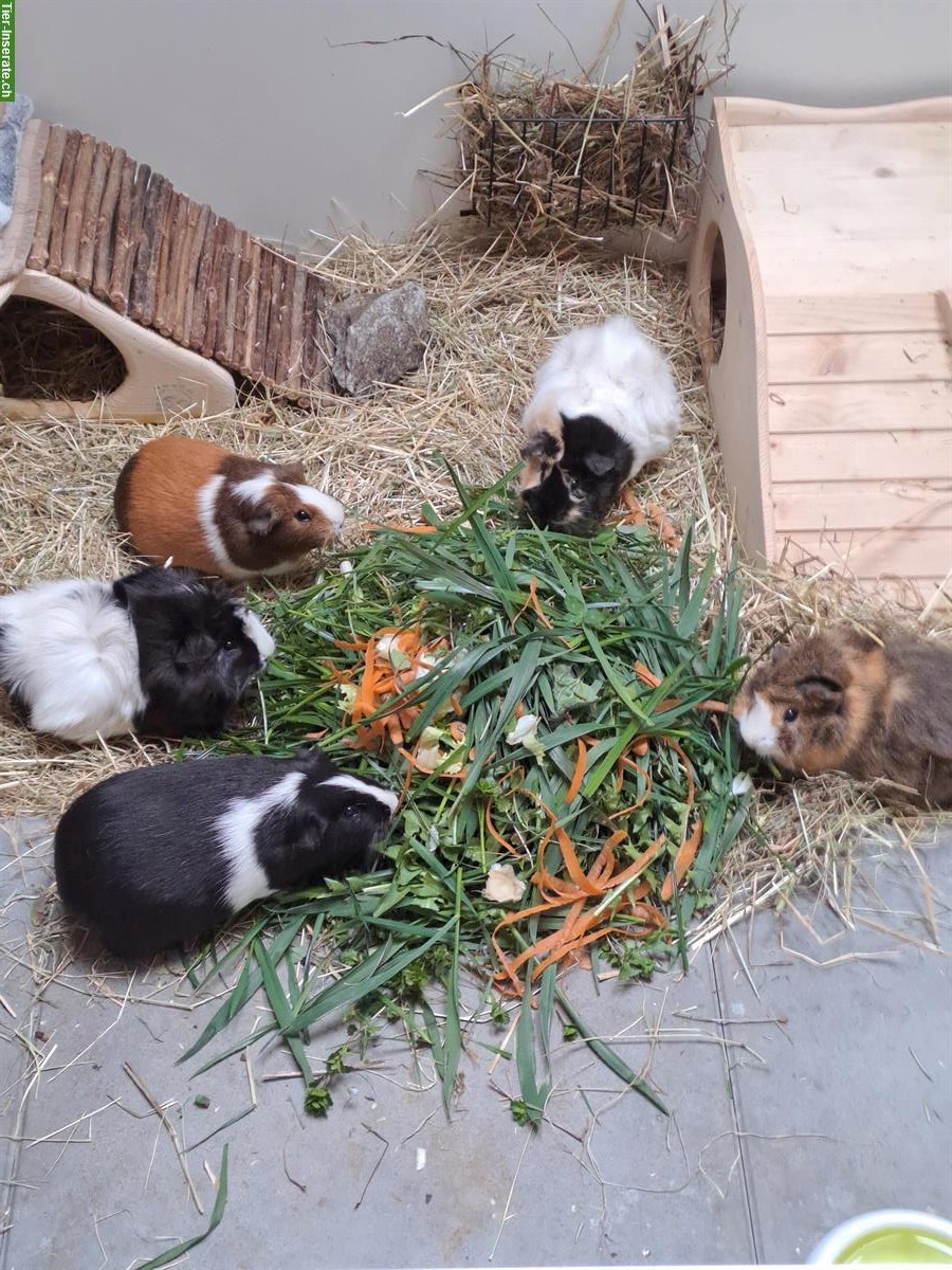 Diverse Meerschweinchen abzugeben