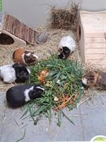 Diverse Meerschweinchen abzugeben