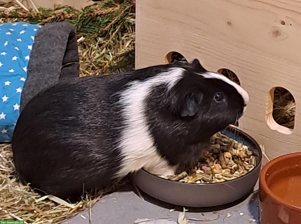 Bild 3: Diverse Meerschweinchen abzugeben