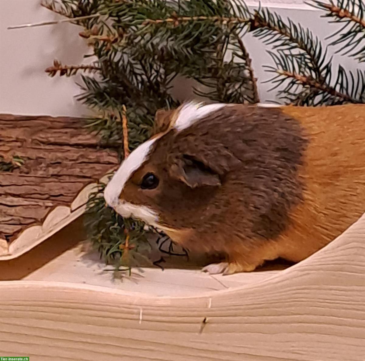 Bild 4: Diverse Meerschweinchen abzugeben