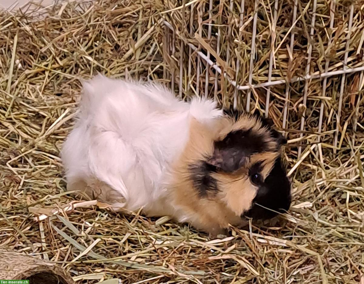 Bild 5: Diverse Meerschweinchen abzugeben