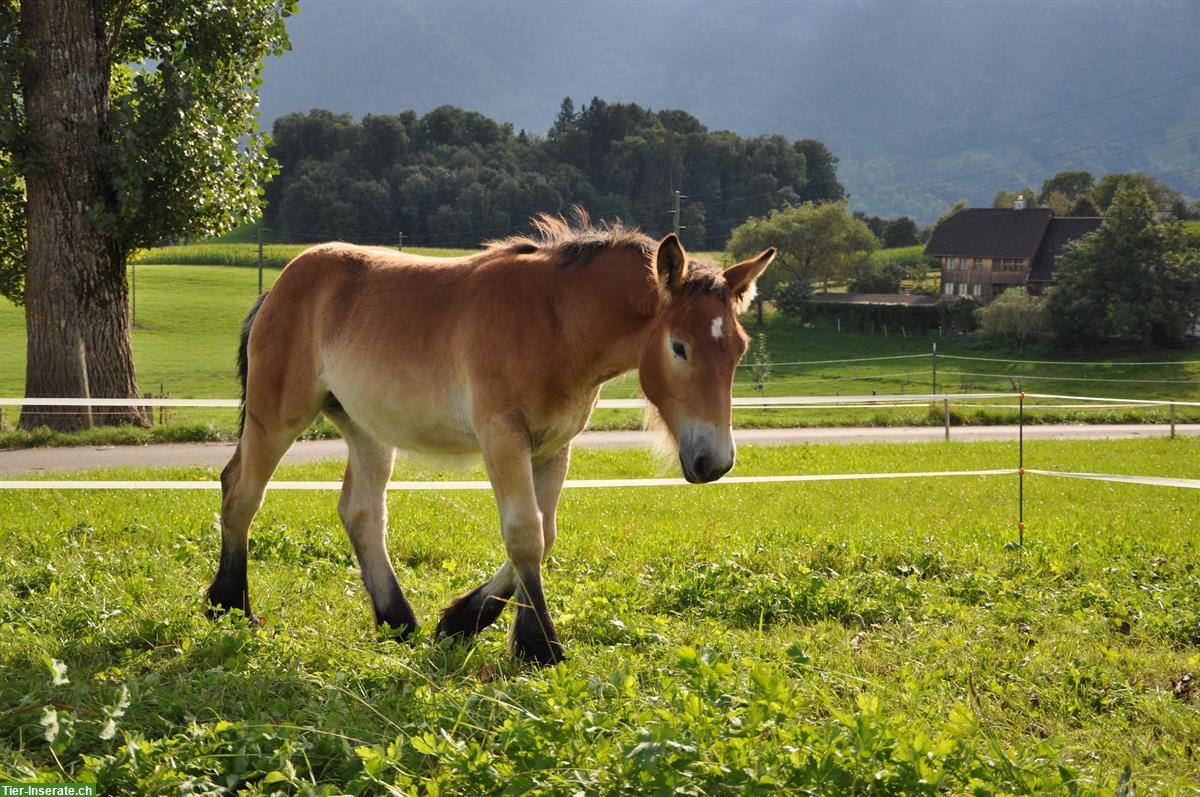 Bild 2: Marina - eine aussergewöhnliche Ardenner Jungstute