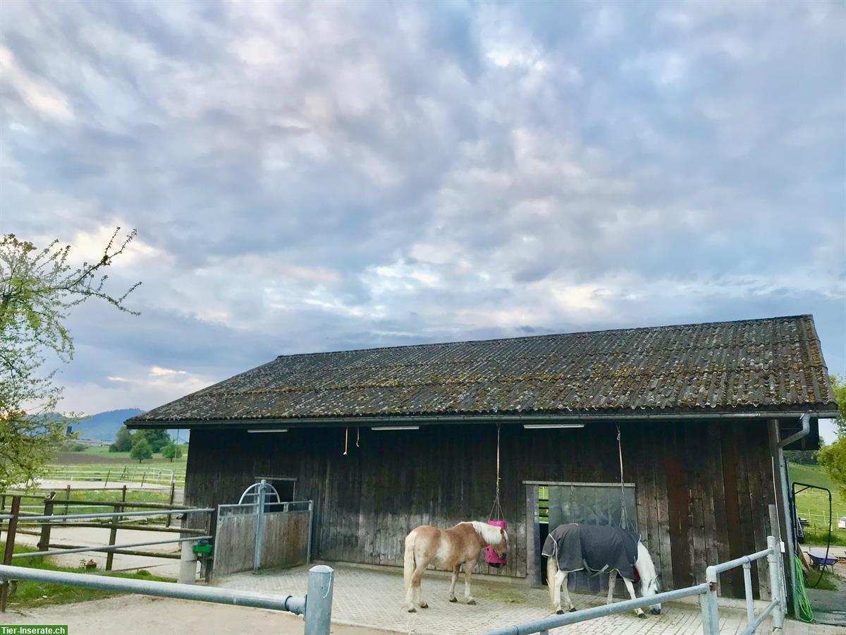 Platz frei in Offenstall, Ottikon Zürcher Oberland