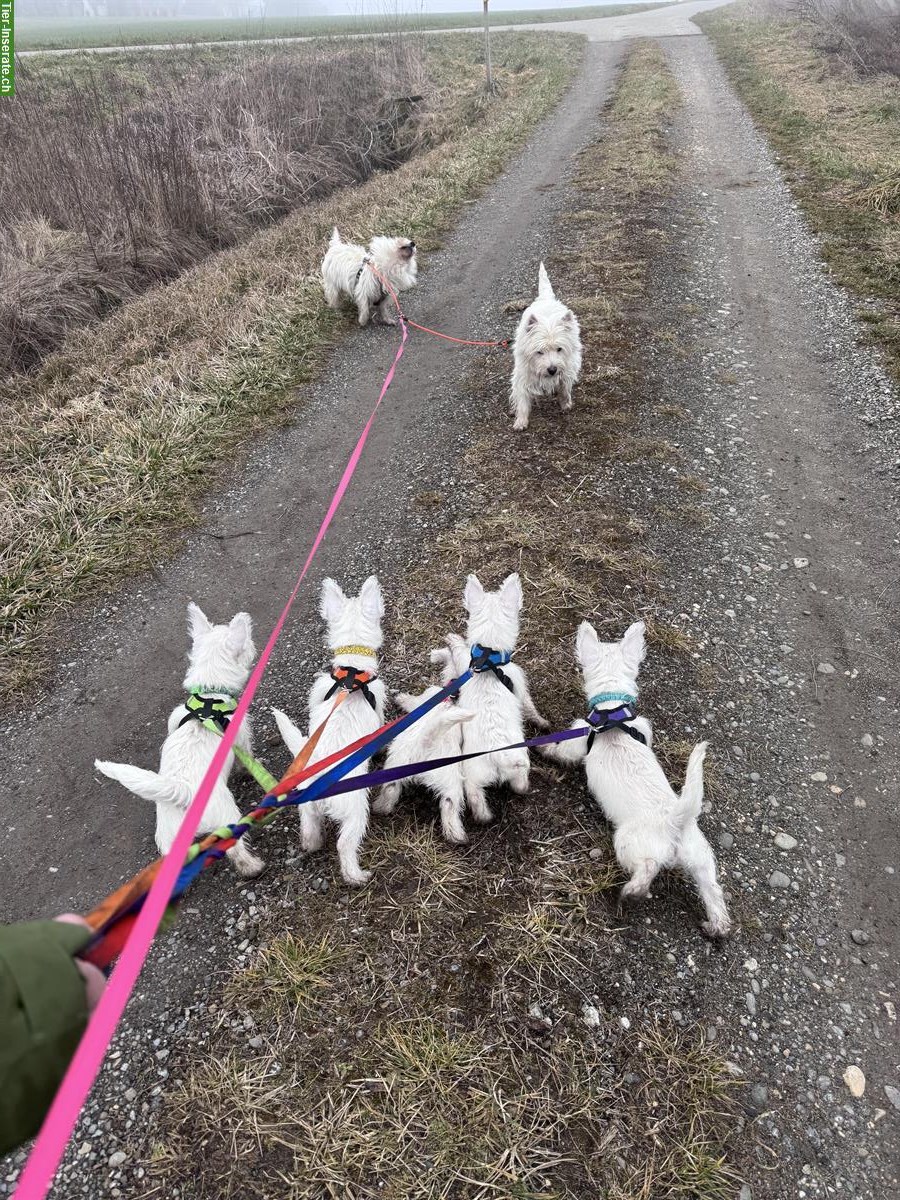 Bild 4: Westie Welpe, Rüde sucht ein Zuhause