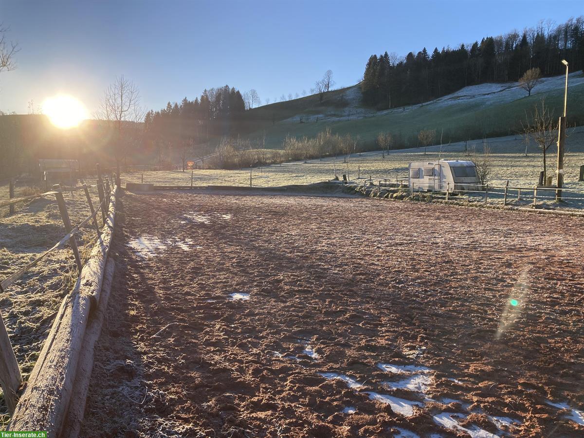 Bild 2: Freie Plätze im Offenstall per 1. März in Menzingen ZG