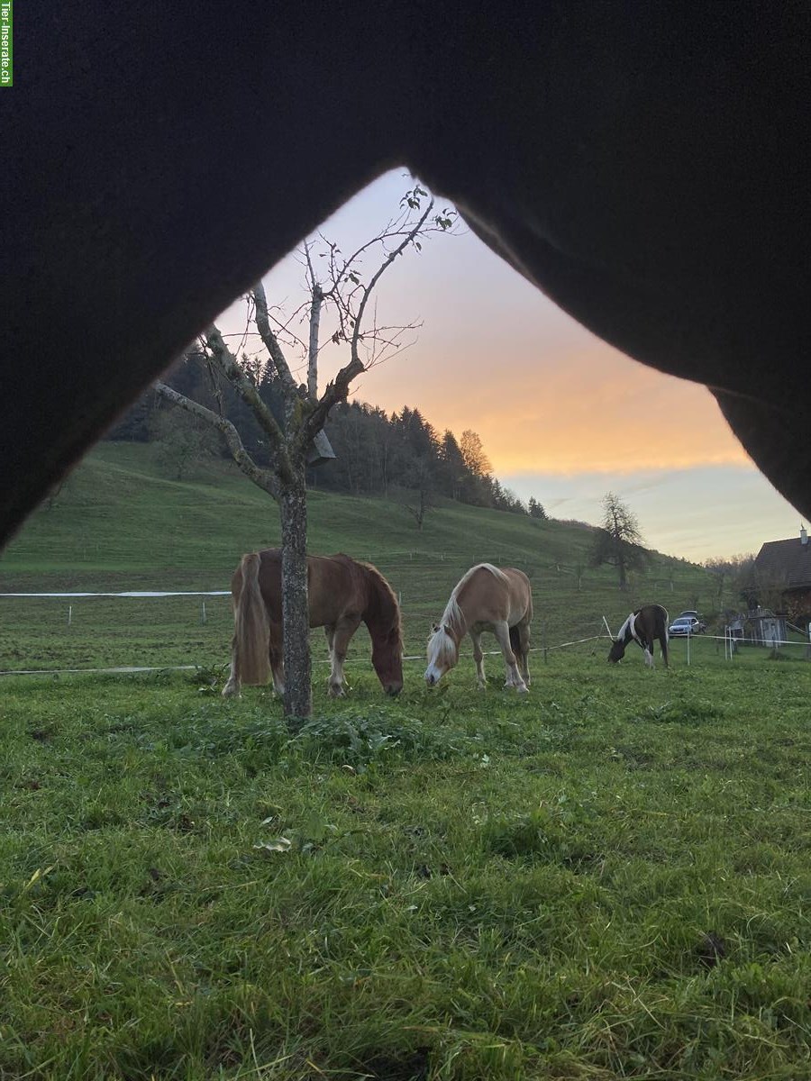 Bild 3: Freie Plätze im Offenstall per 1. März in Menzingen ZG