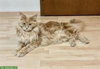 Reinrassiges Maine Coon Girl sucht Männerhaushalt