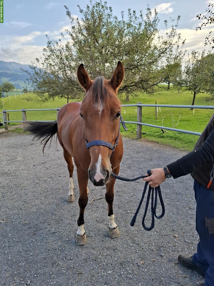 Bild 3: Liebe Freiberger Stute bald 4-jährig zu verkaufen