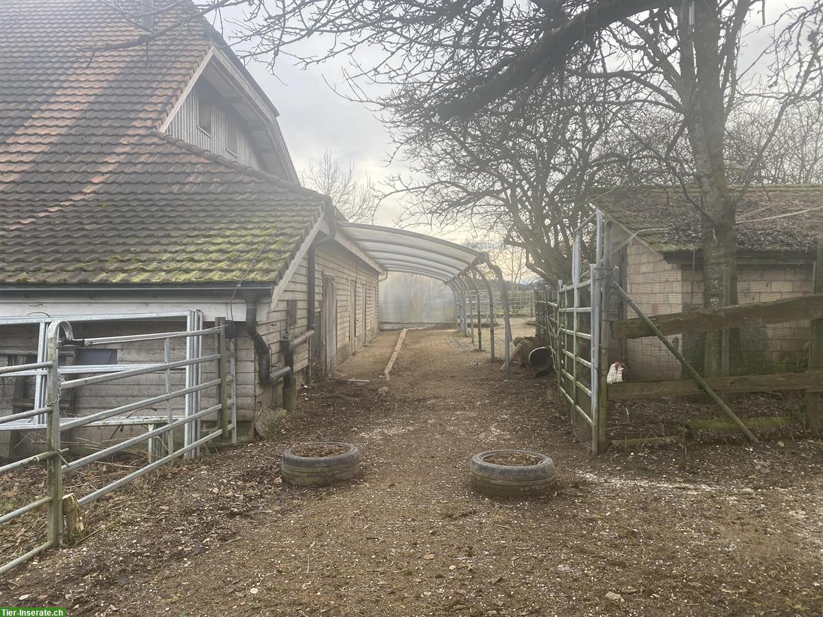 Bild 5: 2½ Zimmer Wohnung zusammen mit Pferdestall