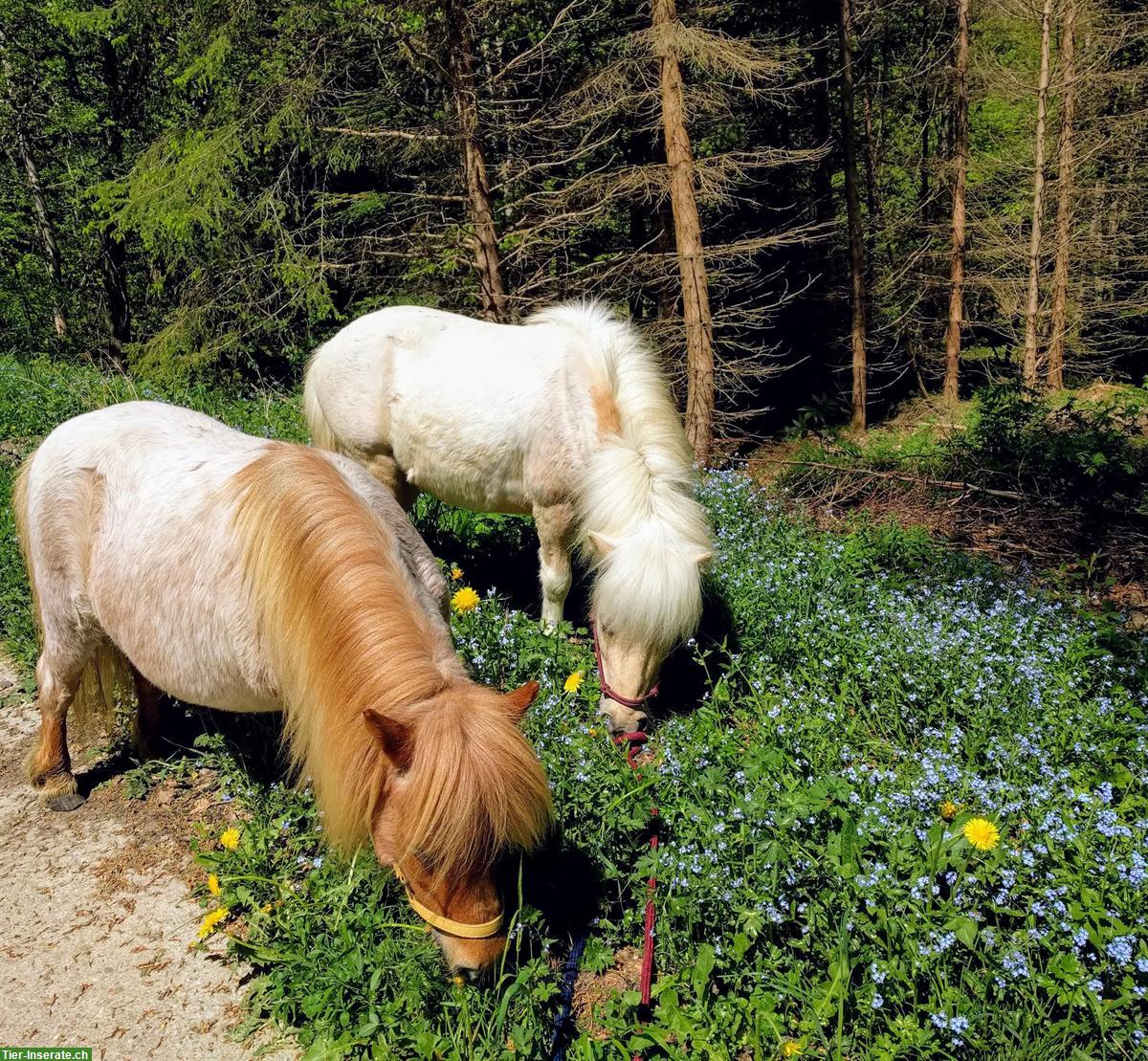 Bild 4: Französisches Zwischenjahr mit Pferden im Kanton Waadt