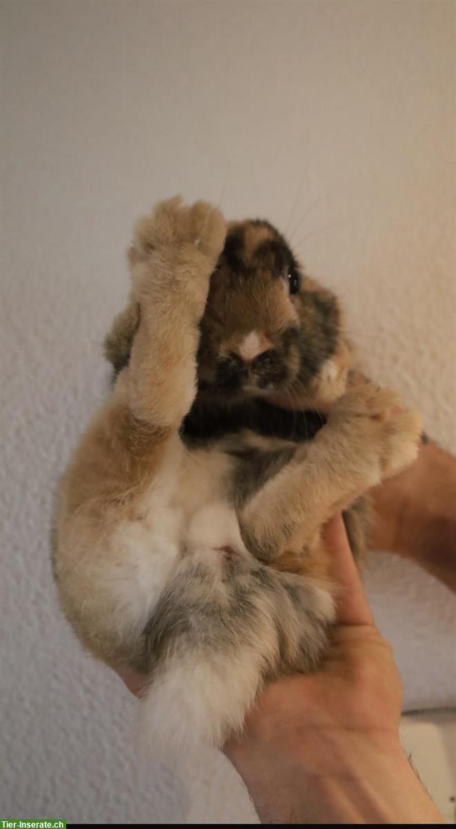 Bild 2: 2 Geschwister-Zwergkaninchen zu verkaufen