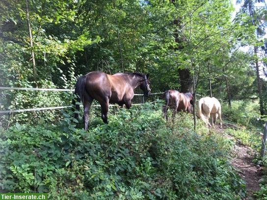 Bild 3: Dressurgezogenes Jungpferd (Stute) gesucht