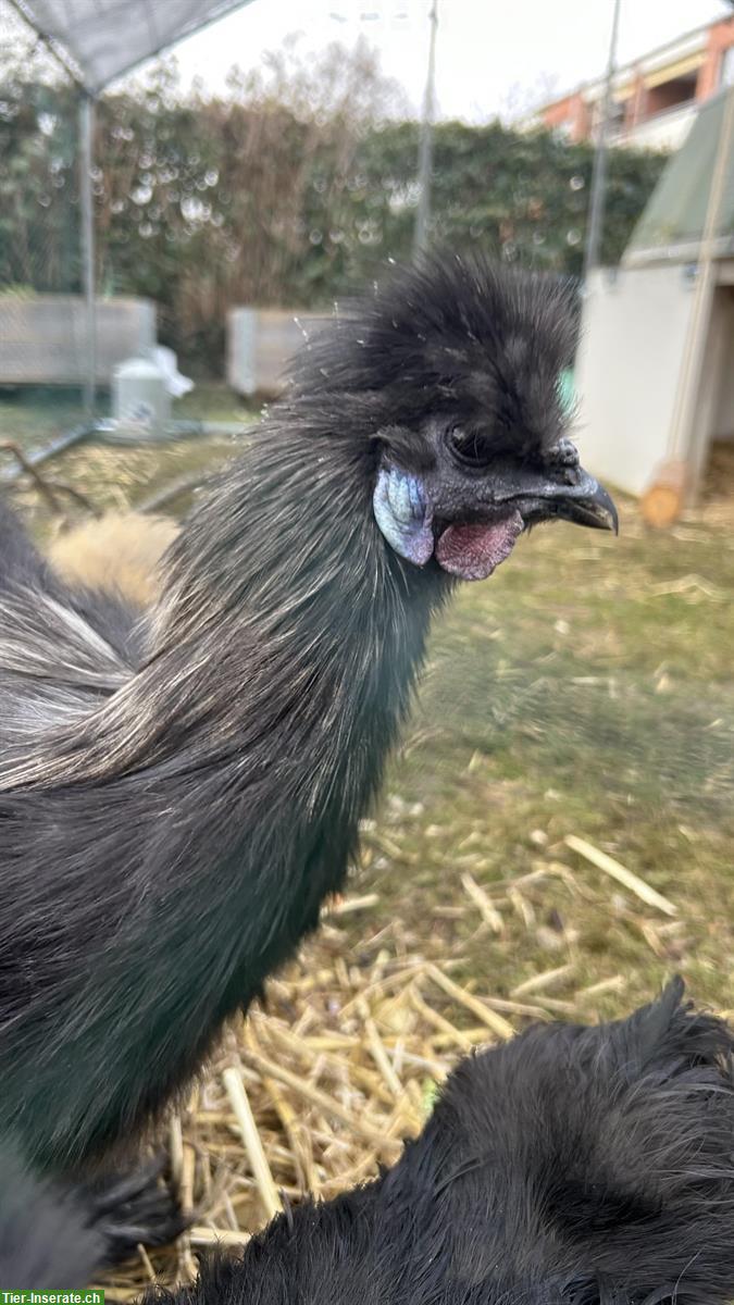 Schwarzen Seidenhuhn Hahn gratis abzugeben