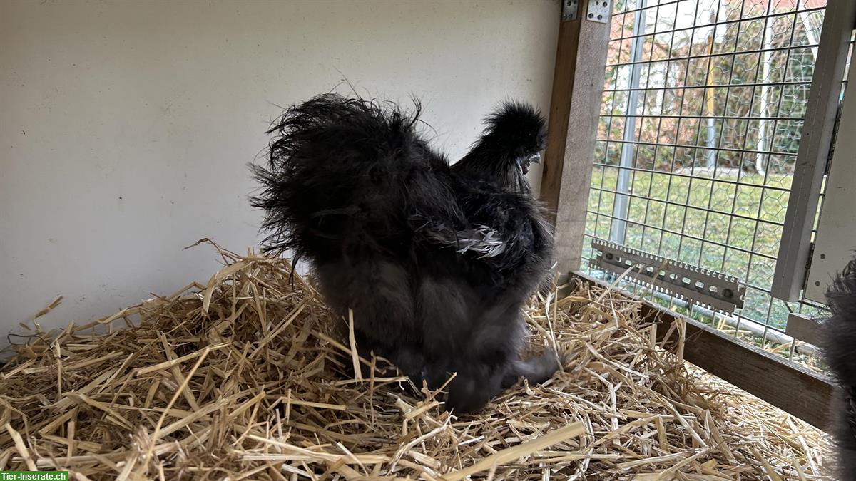 Bild 2: Schwarzen Seidenhuhn Hahn gratis abzugeben