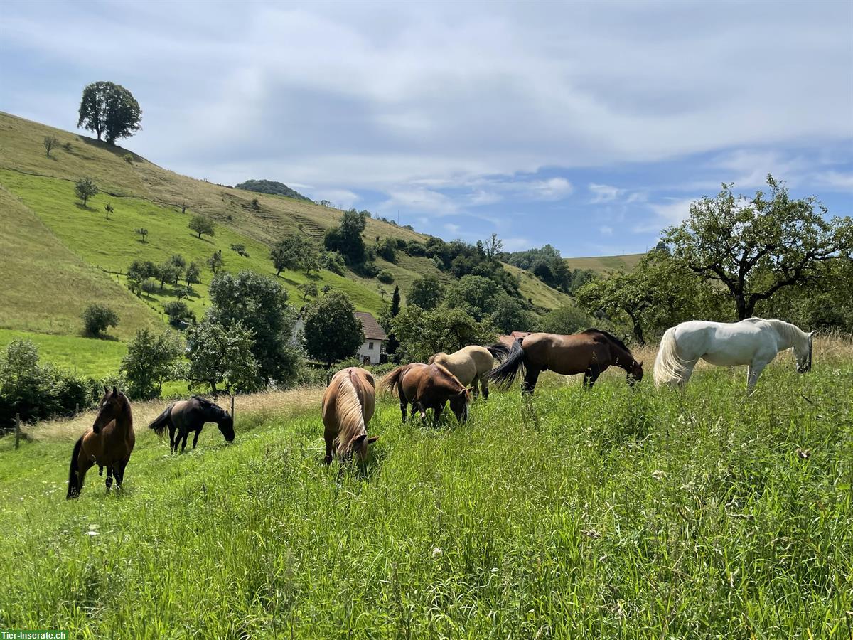 2 Freie Plätze im Aktivstall Tannhubel in Wisen SO