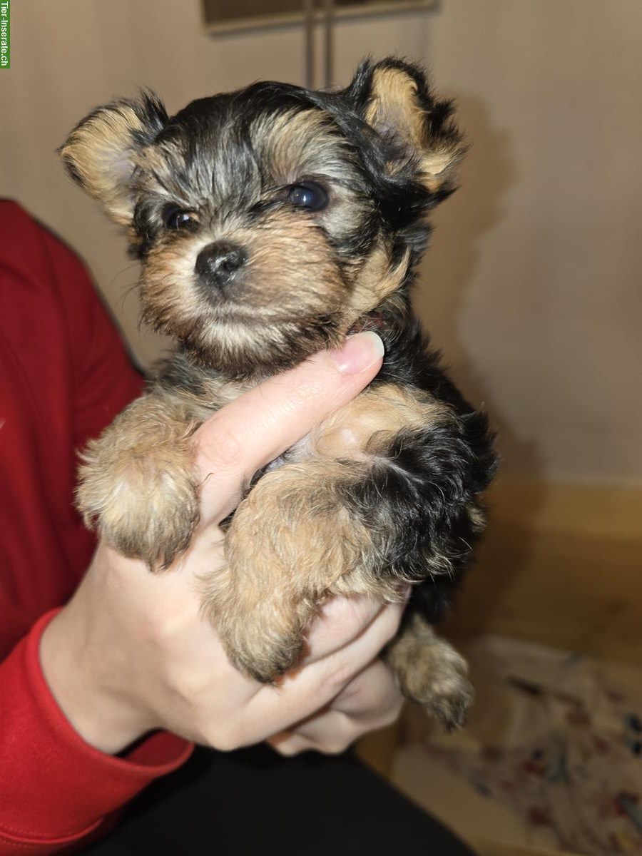 Mini Yorkshire Terrier Welpe, Mädchen