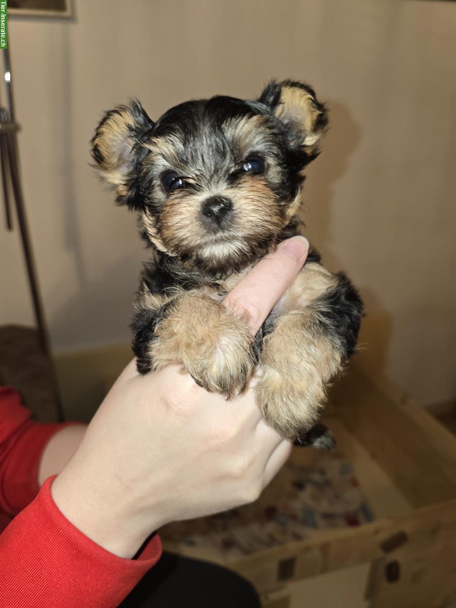 Bild 3: Mini Yorkshire Terrier Welpe, Mädchen