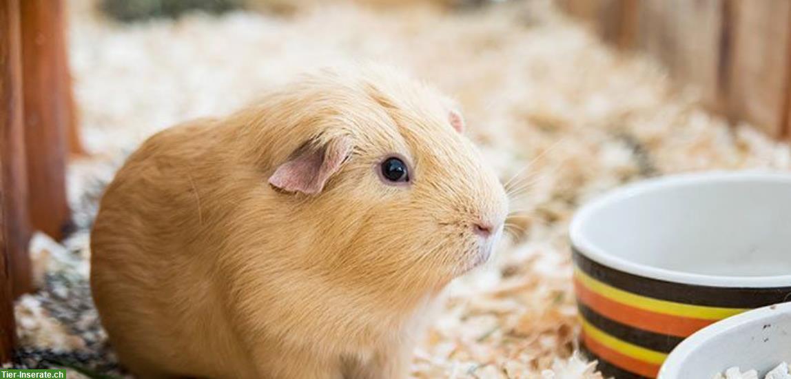 California Meerschweinchen Weibchen GESUCHT