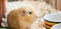 California Meerschweinchen Weibchen GESUCHT