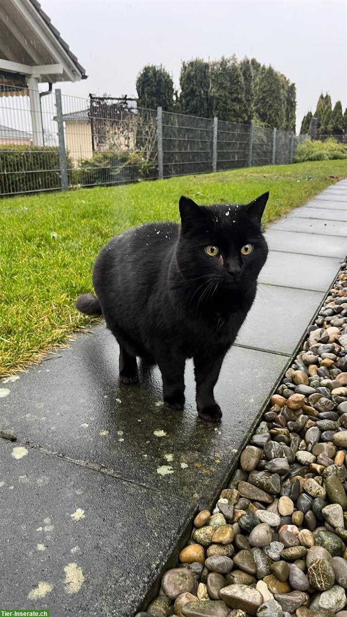 Schwarze Katzen Dame sucht ein neues Plätzchen