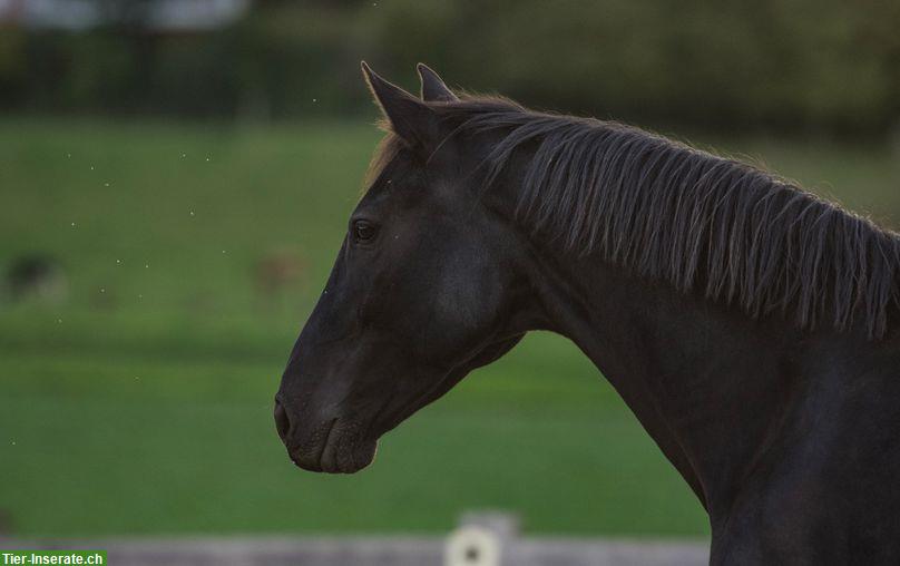 Bild 3: Biete Pflege-, Spazier-, Bodenarbeitsbeteiligung nähe 3132 Riggisberg