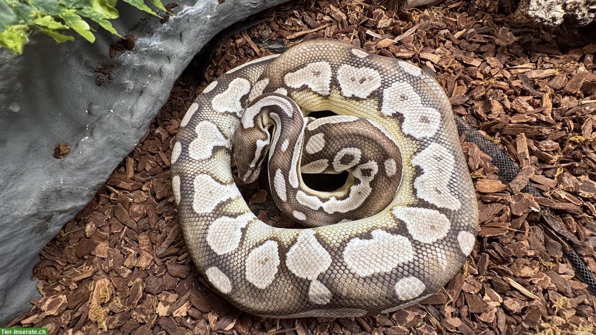 Bild 3: Wunderschönes Axanthic Lesser TSK Line Königspython Weibchen