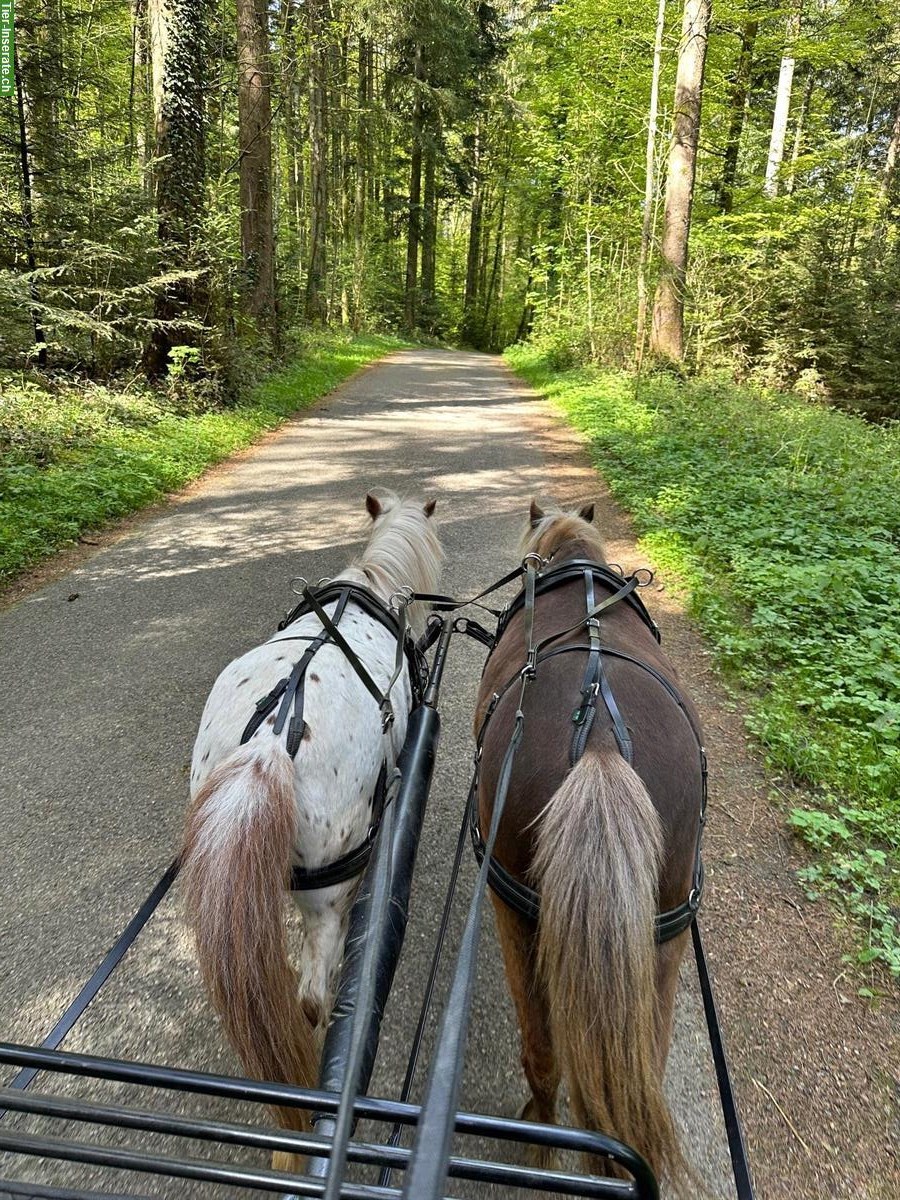 Ponyreitlager auf coolem Ponyhof mit ganz vielen Hoftieren